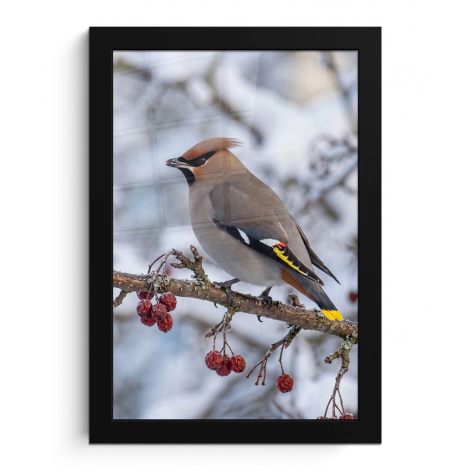 Pestvogel - Bessen - Winter - Natuur fotolijst zwart zonder passe partout klein -3d