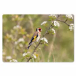 Putter - Bloesem - Lente - Natuur - Kleurrijk Placemat vinyl groot -zzsfeer1_Kitchenyeah-website