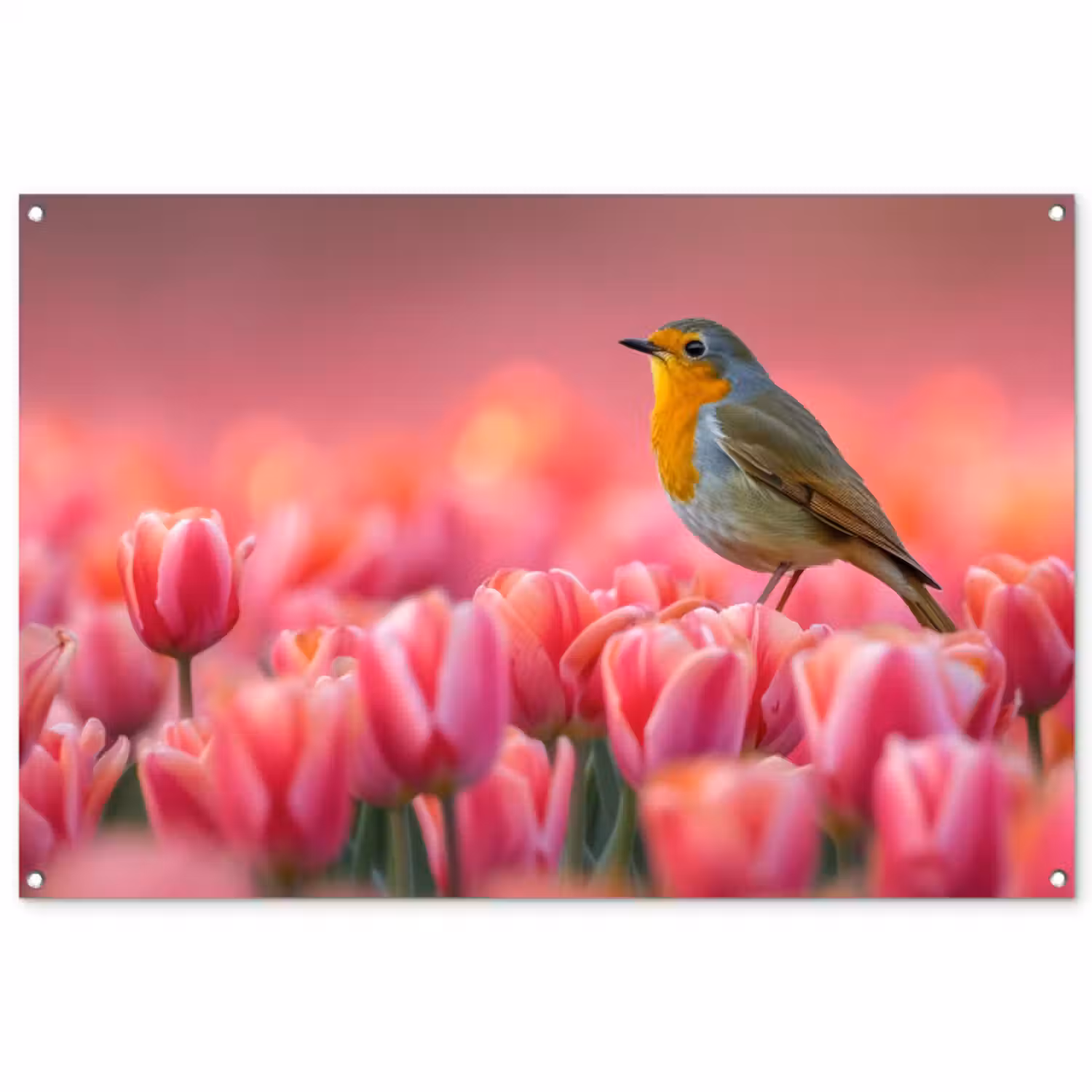 Tuinposter - Roodborstje in Tulpenveld