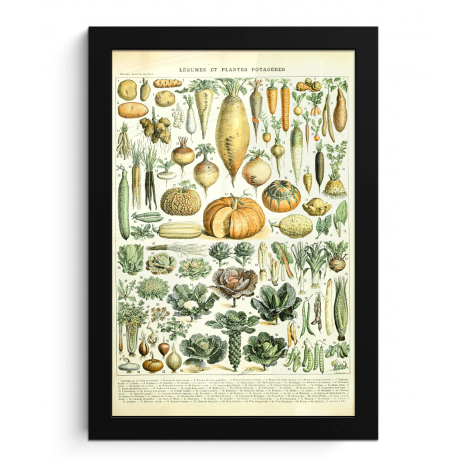 Vintage - Groenten - Wortel - Kunst - Adolphe Millot - Oranje fotolijst zwart zonder passe partout klein -3d