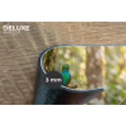 Quetzal - Jungle - Natuur - Groen Placemat vinyl groot -closeup