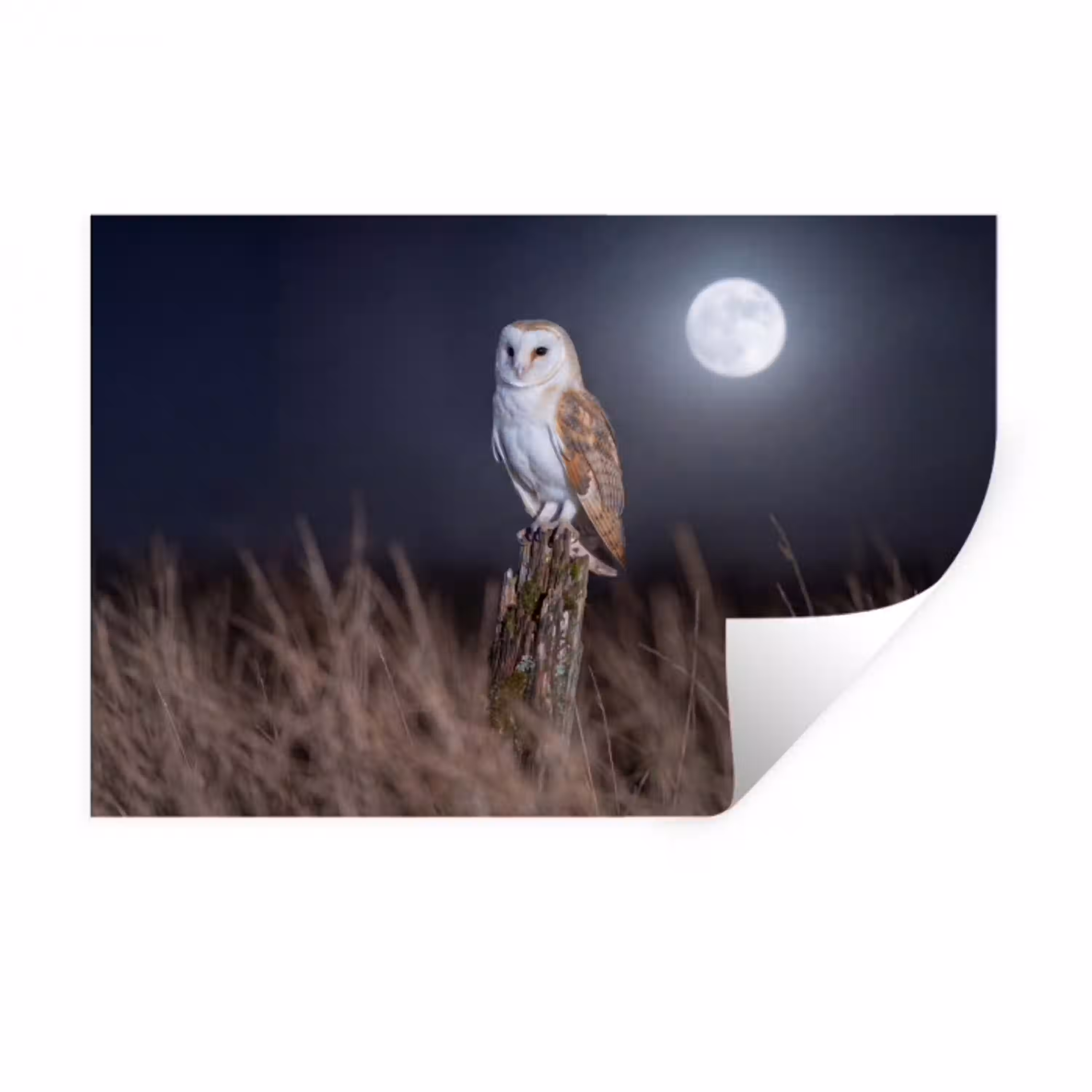 Kerkuil - Maan - Nacht Muursticker klein -3d