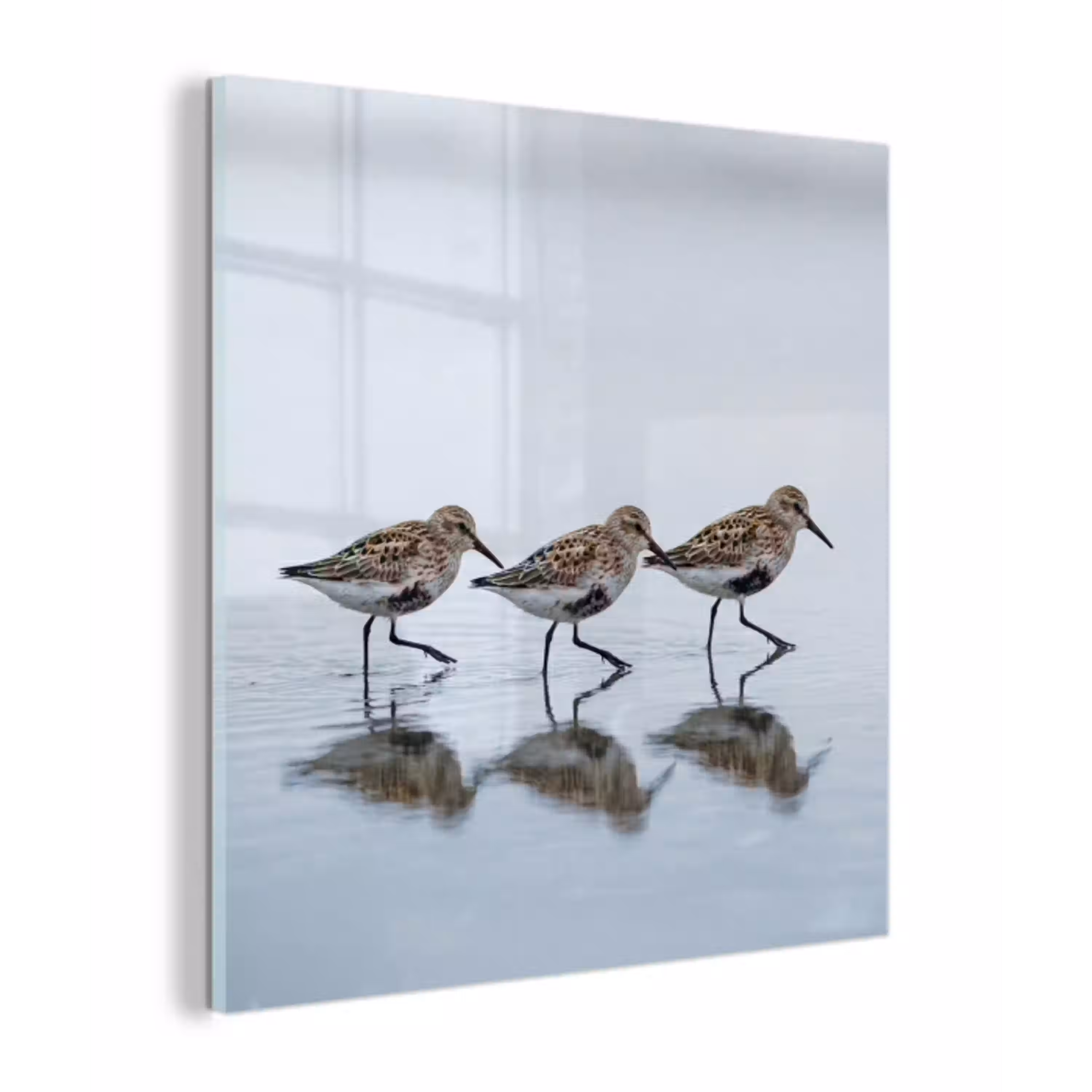Vogels - Water - Grijs plexiglas 5mm klein -z3d