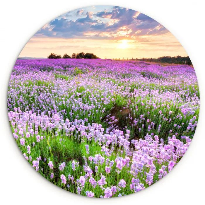 Lavendel - Bloemen - Zonsondergang - Paars - Weide Wandcirkel kunststof plaat 5mm dik klein -3d