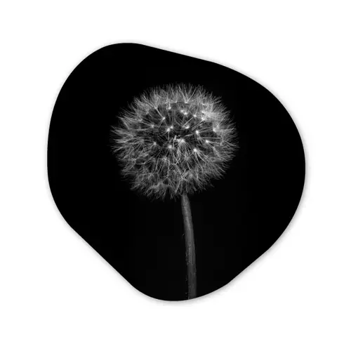 Paardenbloem - Zwart - Bloemen - Botanisch Wandcirkel Organisch Forex 3mm klein -3d