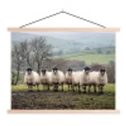 Schapen - Rij - Weide - Dieren - Platteland textielposter latten blank klein -3d