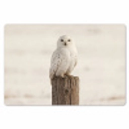 Sneeuwuil - Paal - Winter - Portret - Majestueus Placemat vinyl groot -zzsfeer1_Kitchenyeah-website