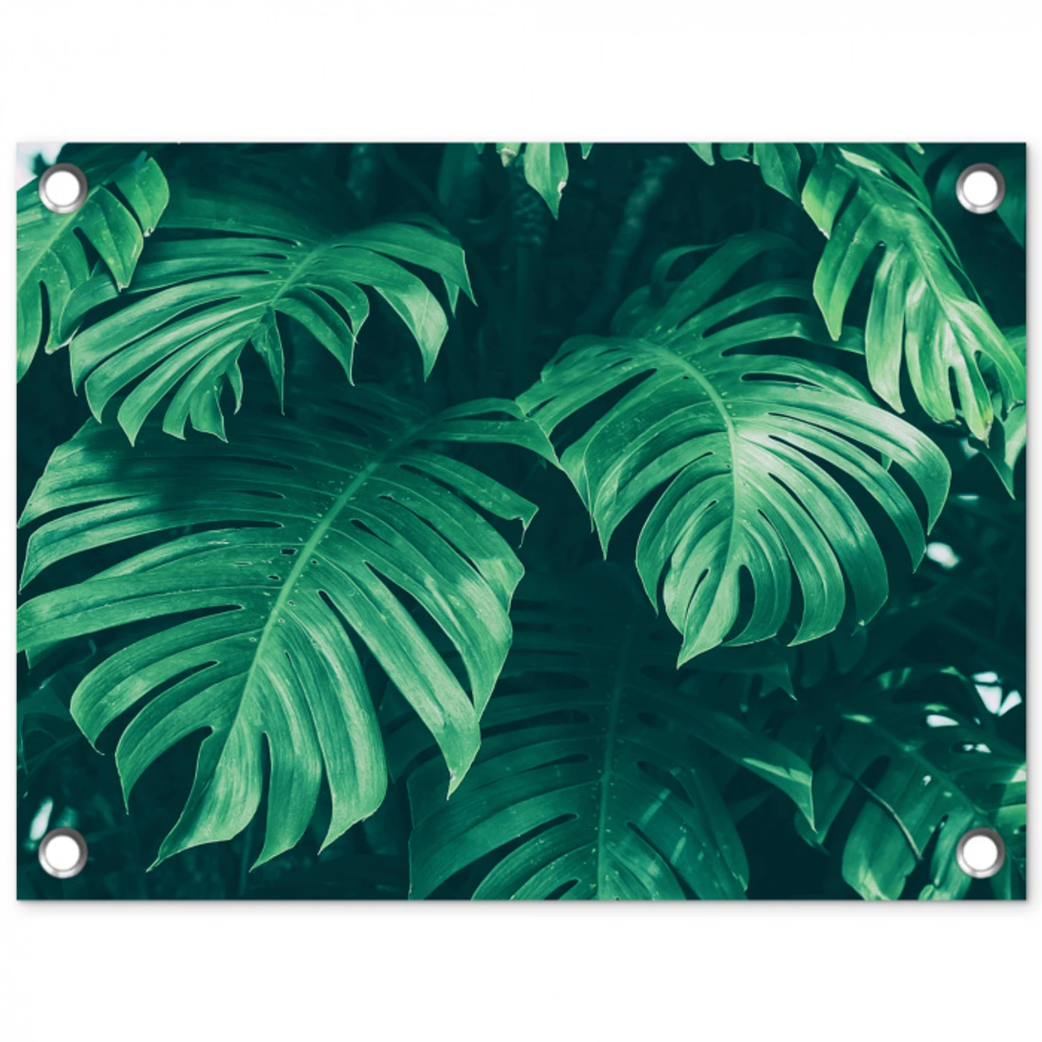 Monstera - Bladeren - Planten - Jungle - Natuur tuinposter los doek klein -3d