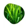 Grassprieten - Lichtinval - Groen Wandcirkel Organisch Aluminium middel -3d