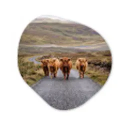 Schotse Hooglanders - Weg - Landschap - Kudde Wandcirkel Organisch Aluminium middel -3d