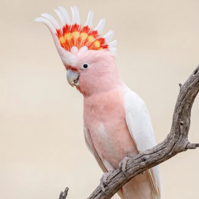 Behang - Papagaai - Tak - Roze