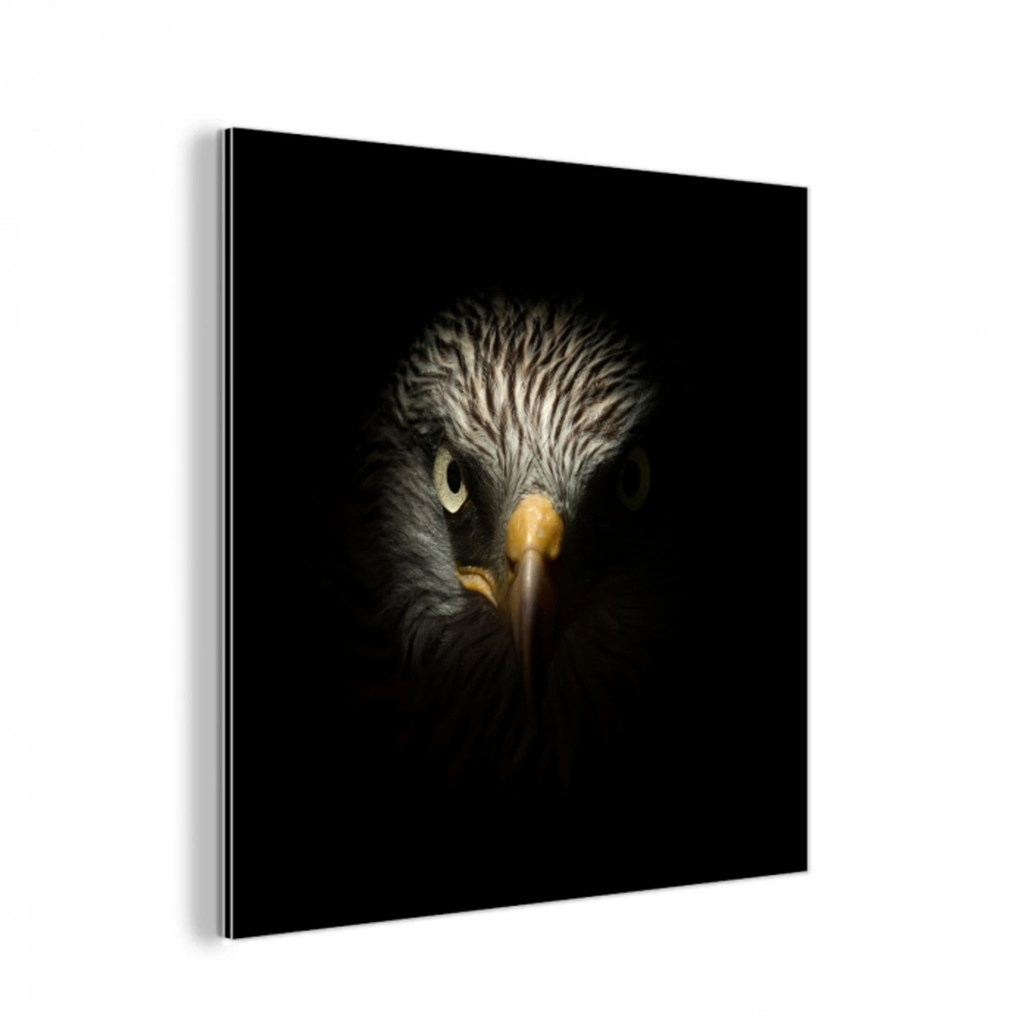 Vogel - Adelaar - Roofvogels - Oog - Snavel - Licht aluminium wit klein -3d