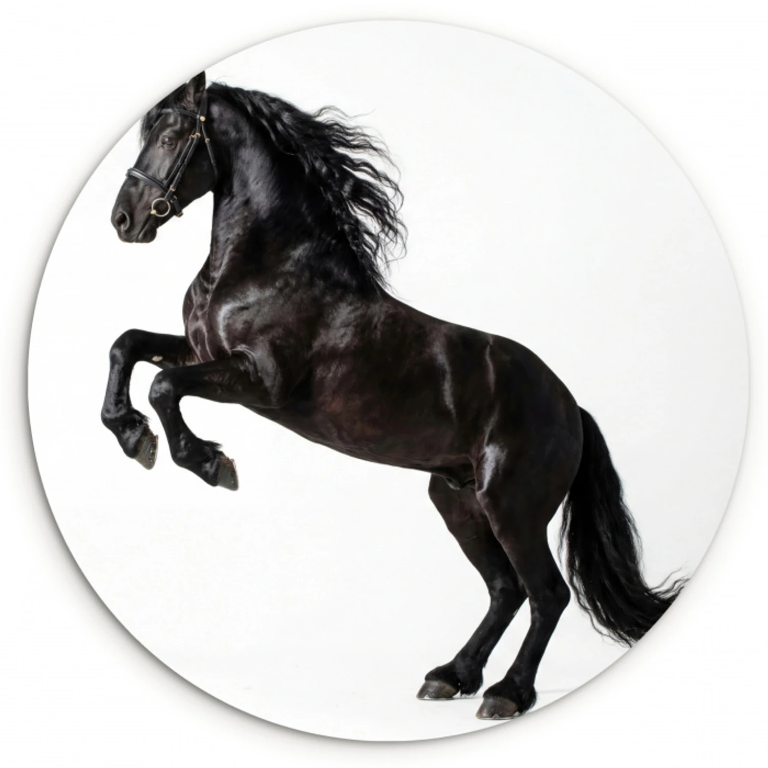 Zwart - Paard - Portret Wandcirkel kunststof plaat 5mm dik klein -3d