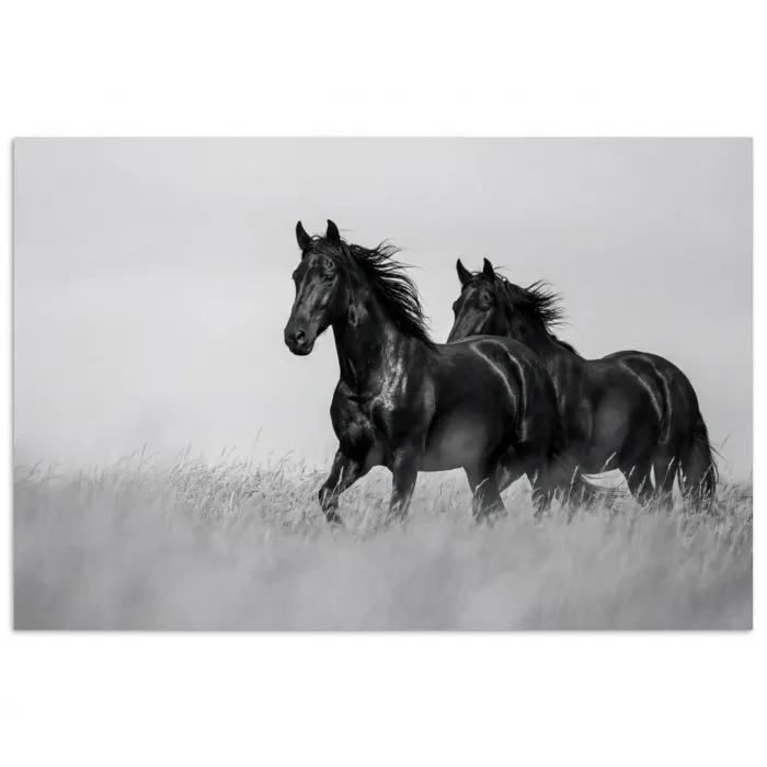Paarden - Gras - Zwart - Wit poster papier klein -3d