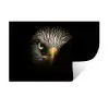 Vogel - Adelaar - Roofvogels - Oog - Snavel - Licht Muursticker klein -3d