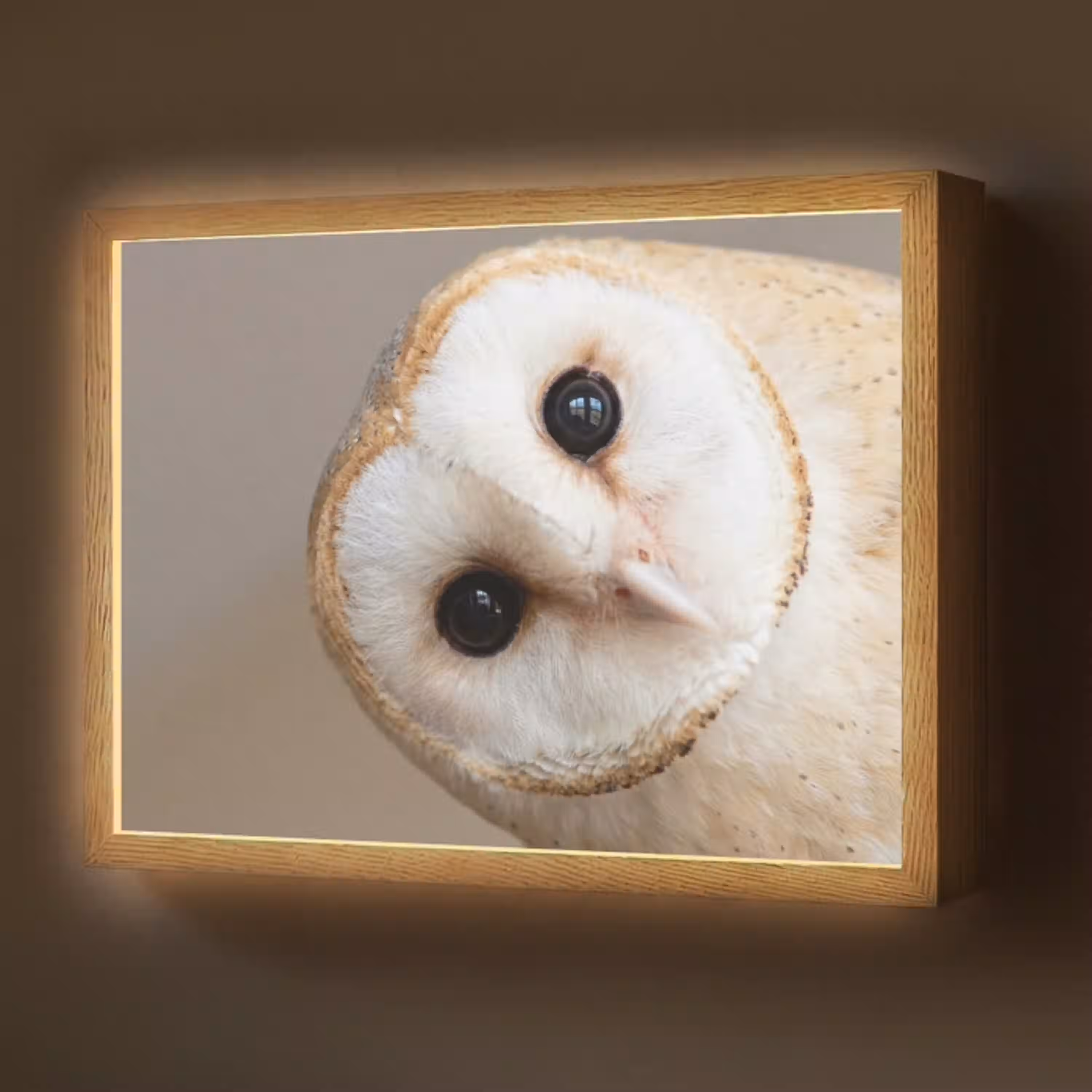 Uil - Bruin - Wit Light Box met batterij (Wandlamp) middel -z3d_website