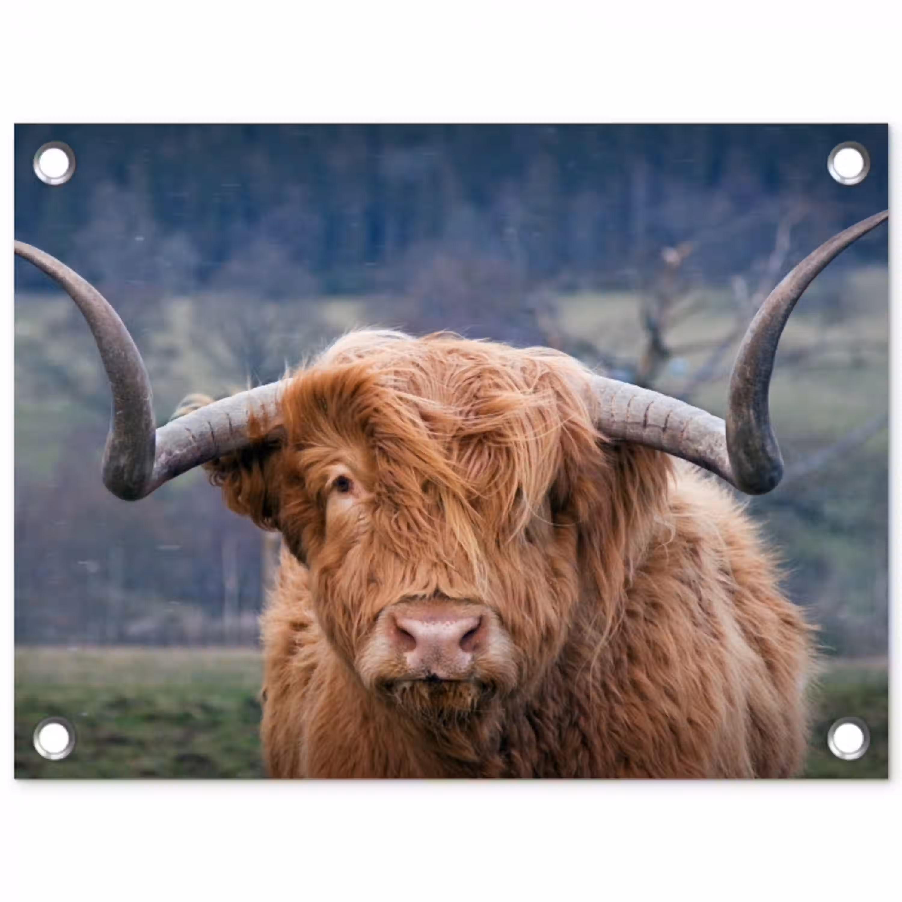 Schotse Hooglander - Koeienkop - Landschap - Natuur - Koe tuinposter los doek klein -3d