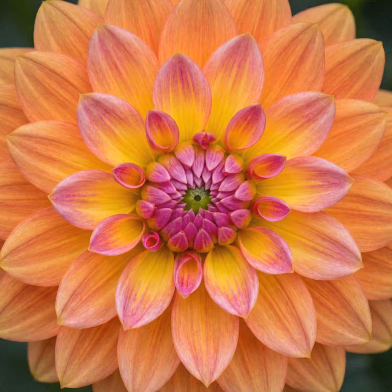 Behang - Dahlia - Bloem - Oranje