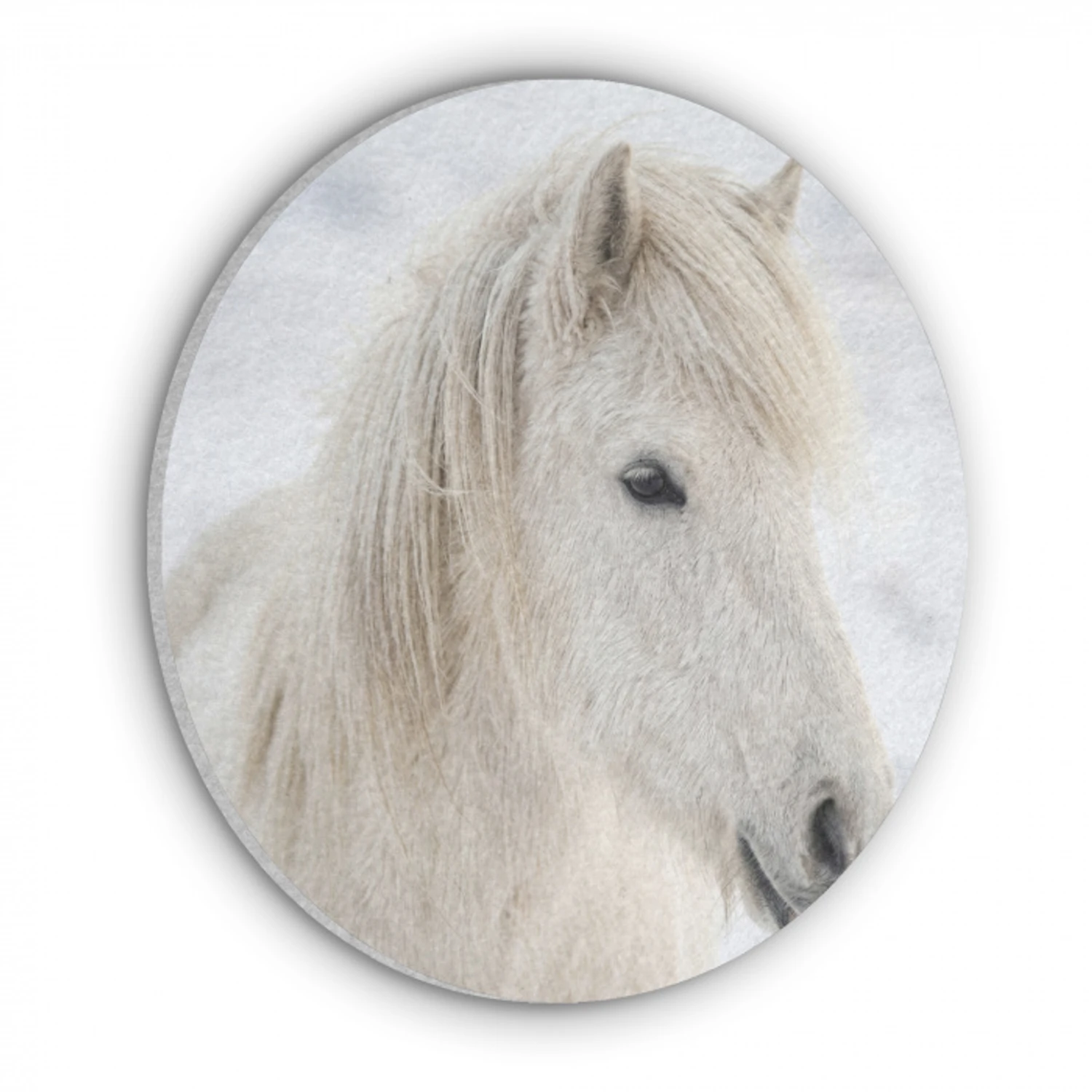 Paard - Kop - Winter - Dieren - Wit Akoestische PET Vilt - Rond klein -3d