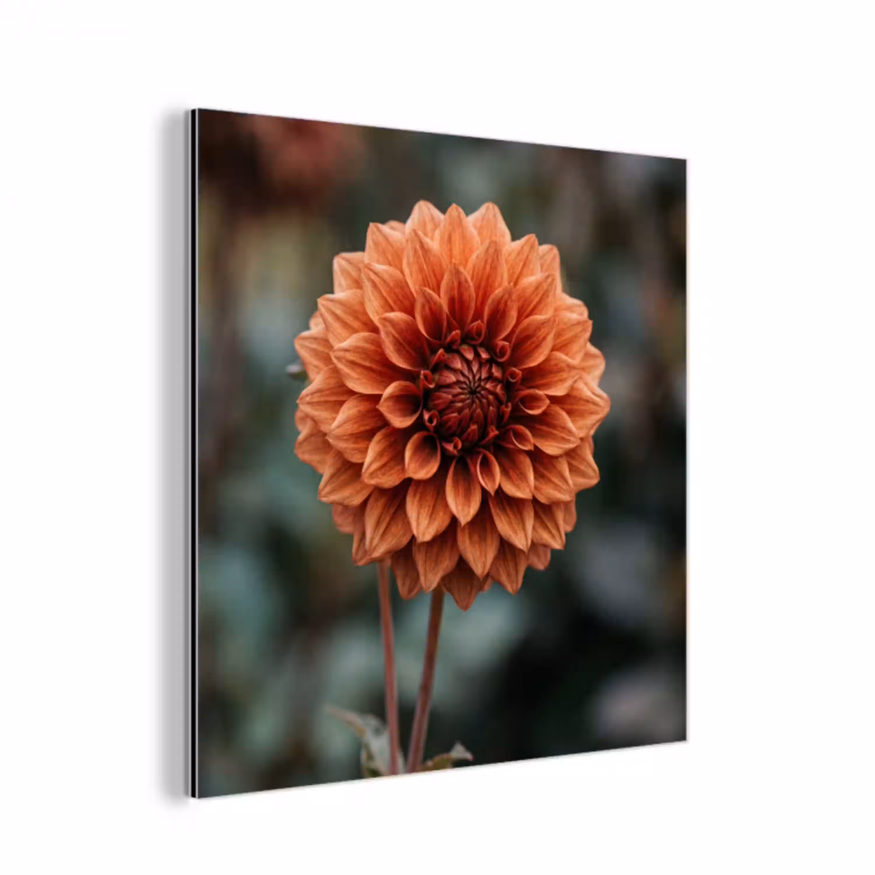 Dahlia - Bloem - Natuur - Sfeervol aluminium wit klein -3d