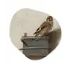 Het puttertje - Carel Fabritius Wandcirkel Organisch Forex 3mm klein -3d