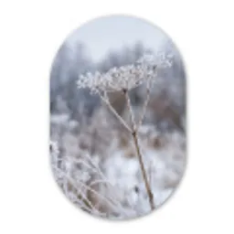Schermbloem - Rijp - Kristallen - Winter - Delicaat Wandcirkel Ovaal Aluminium middel -3d