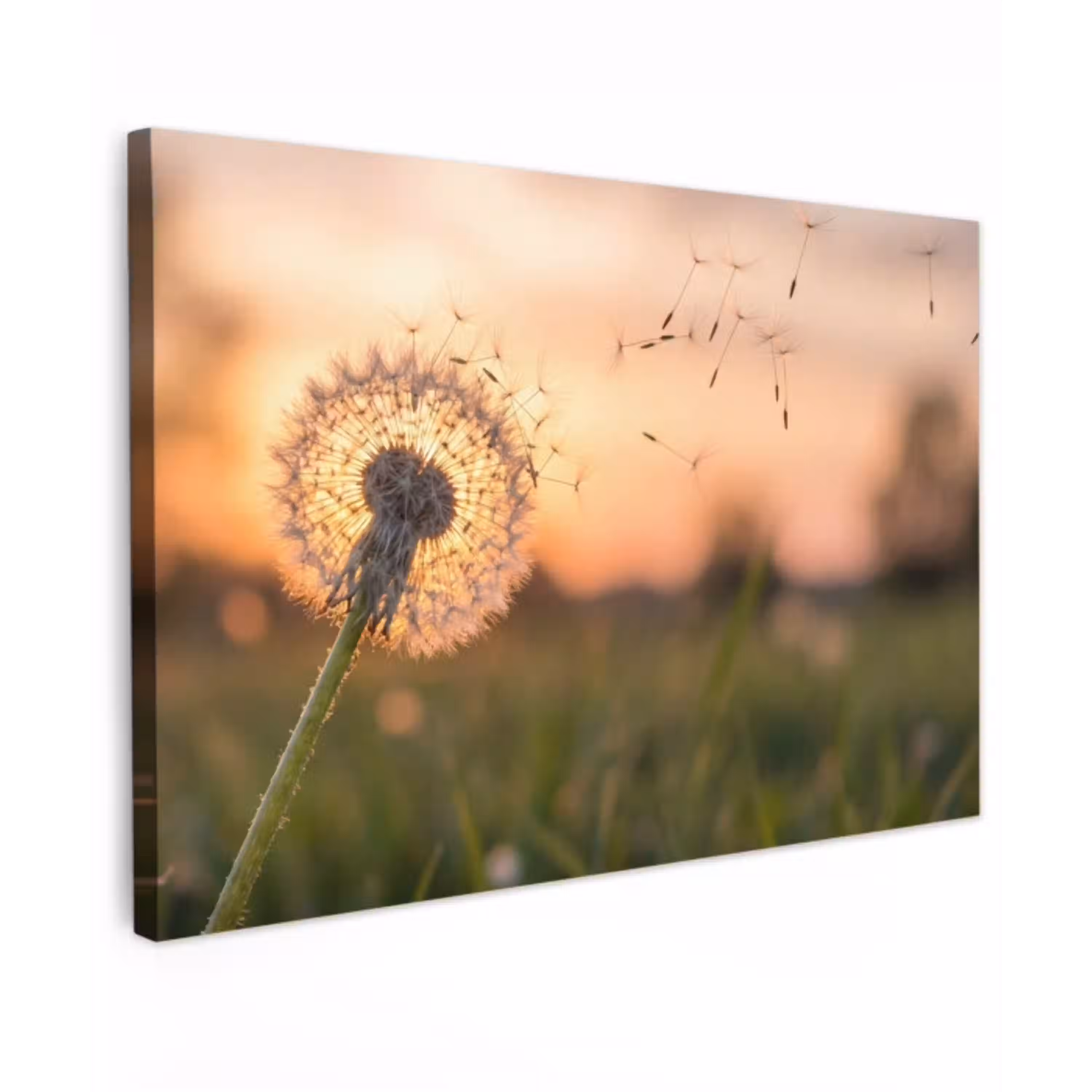 Paardenbloem - Zonsondergang - Veld canvas 2cm klein -z3d