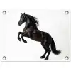 Zwart - Paard - Portret tuinposter los doek klein -3d