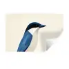 Illustratie - Blauw - Vogel Muursticker klein -3d
