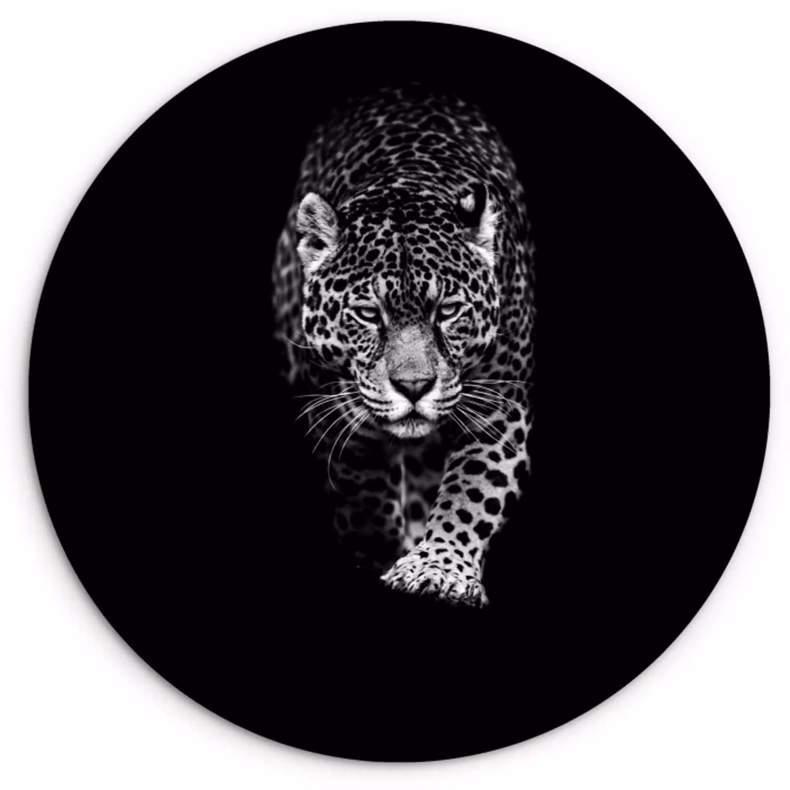 Dieren - Zwart - Luipaard - Wit - Wild Wandcirkel kunststof plaat 5mm dik klein -3d