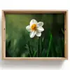 Narcis - Bloem - Wit - Grassprieten Dienblad Rechthoek middel -z3d_shopping