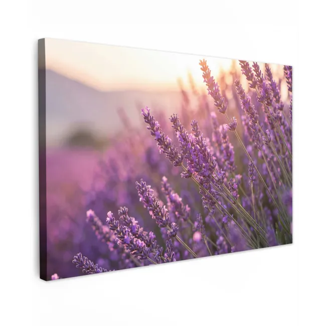 Buiten canvas - Lavendel - Paars - Zonlicht