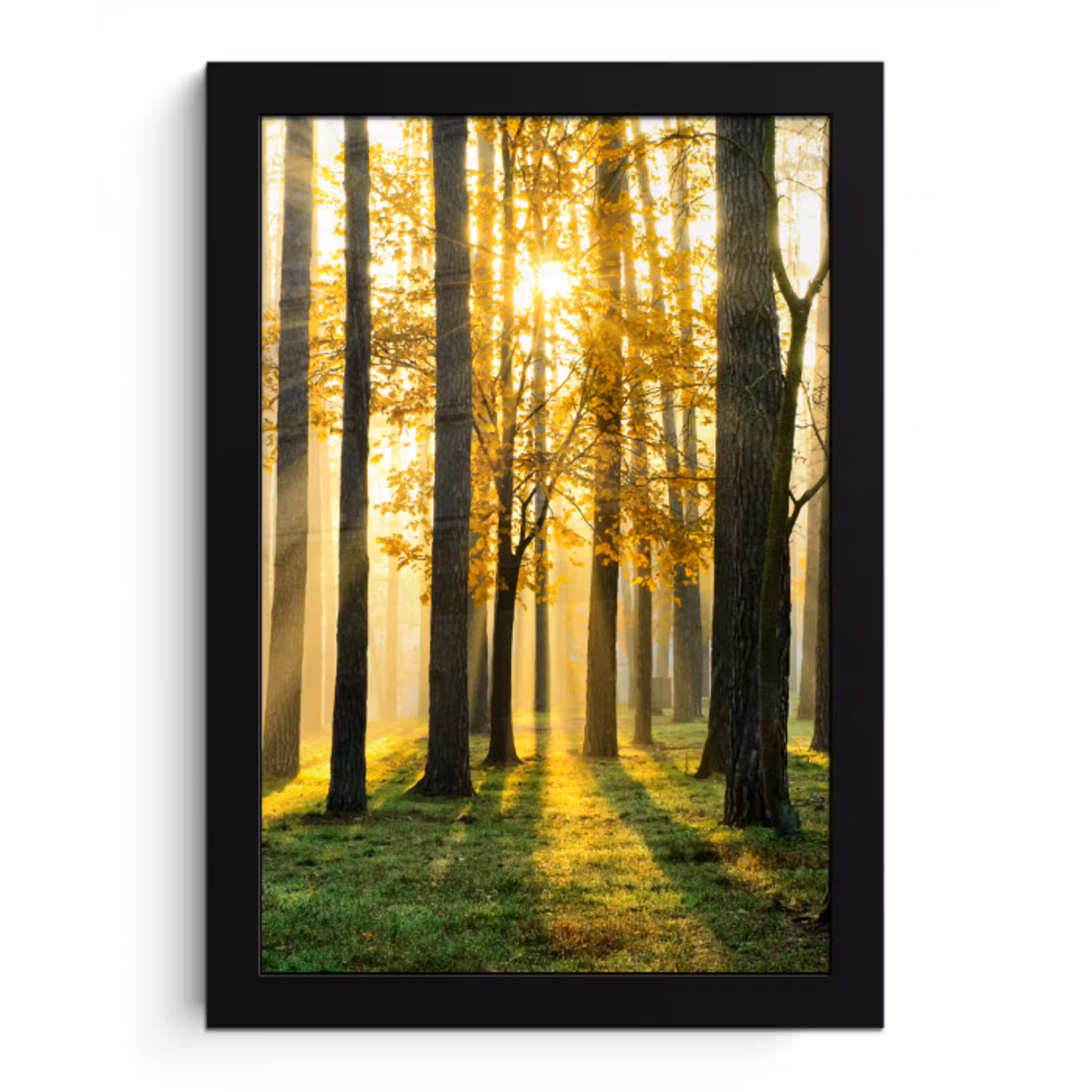 Bos - Zon - Bomen - Gras - Landschap  - Natuur fotolijst zwart zonder passe partout klein -3d