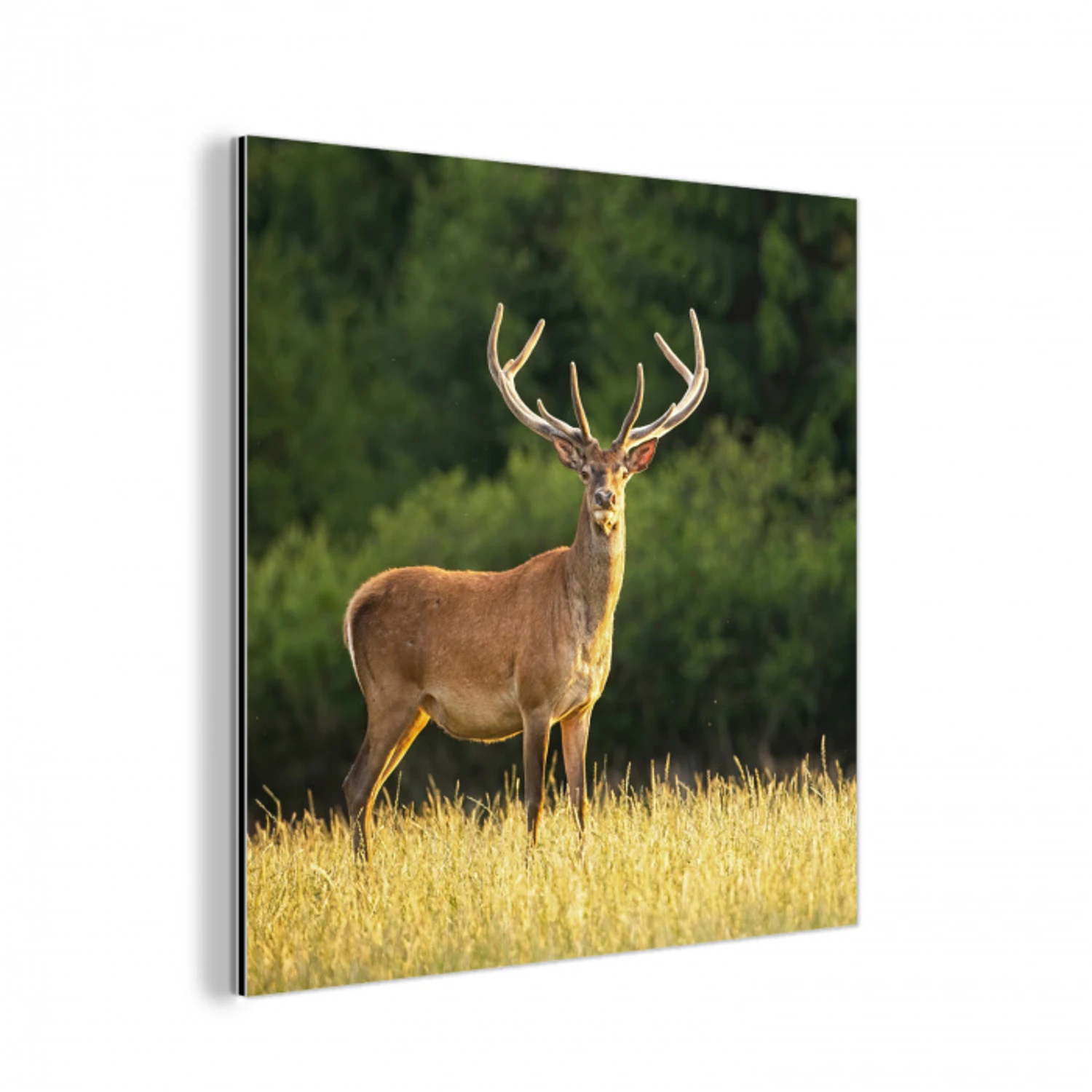 Hert - Gewei - Gras - Natuur - Dieren - Groen aluminium wit klein -3d