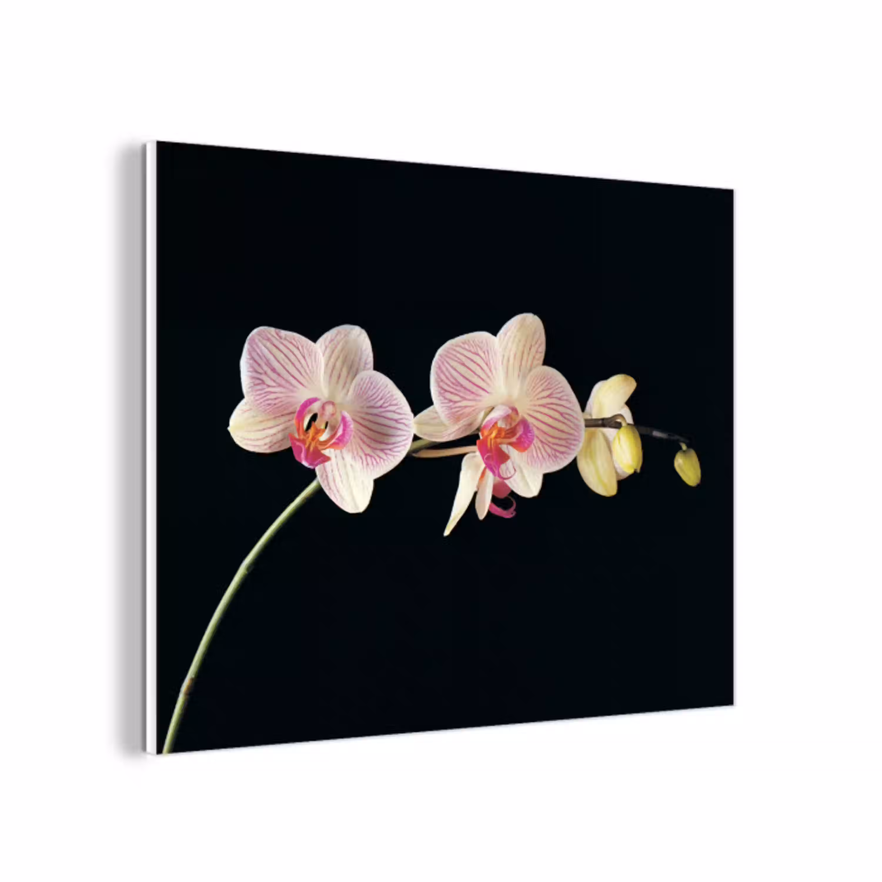 Orchidee - Bloemen - Zwart - Roze - Knoppen forex 5mm xxl -3d
