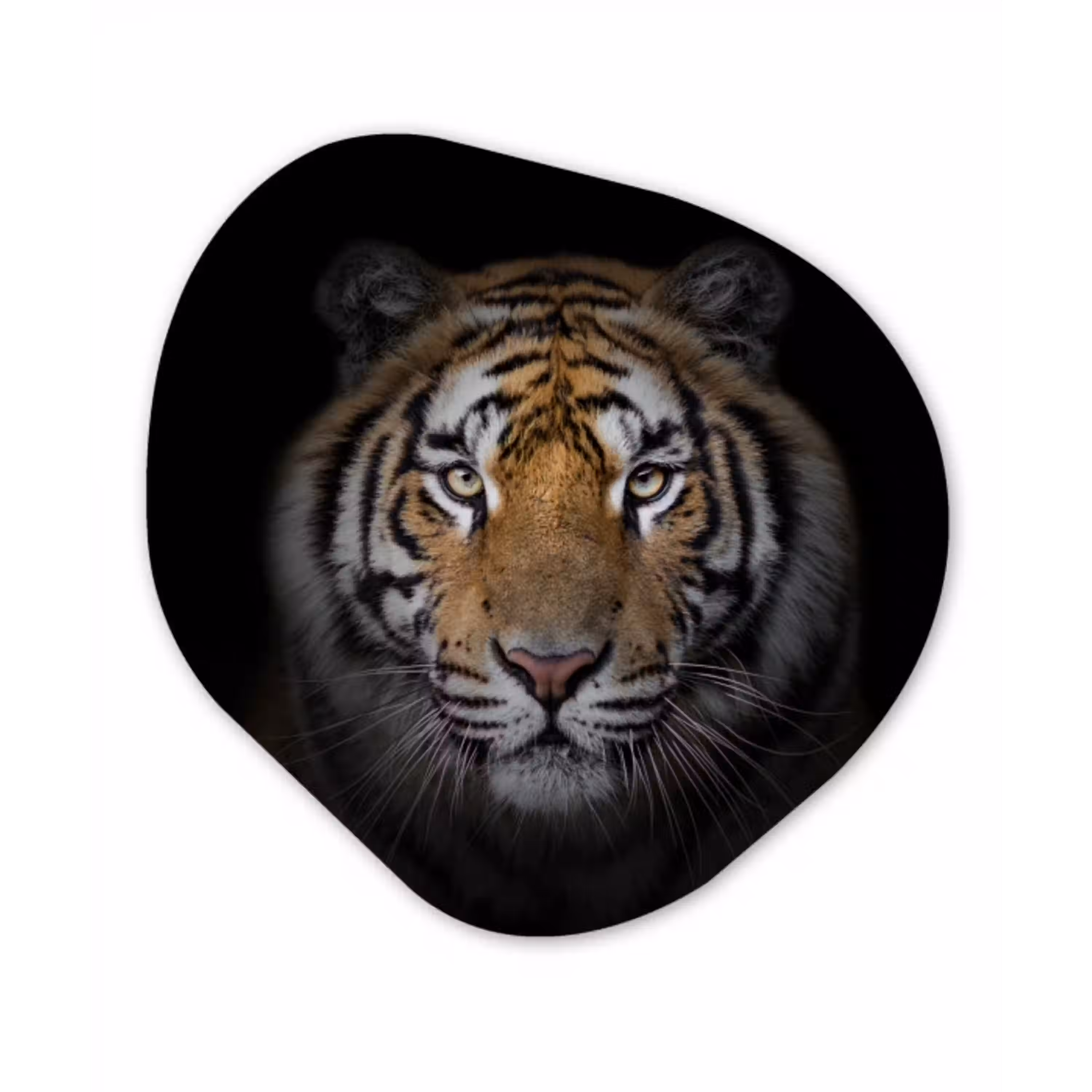 Tijger - Wilde dieren - Portret - Zwart - Dieren Wandcirkel Organisch Forex 3mm klein -3d