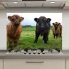 Schotse hooglander - Koeien - Natuur - Groen - Gras keuken achterwand spatscherm klein -3d_website