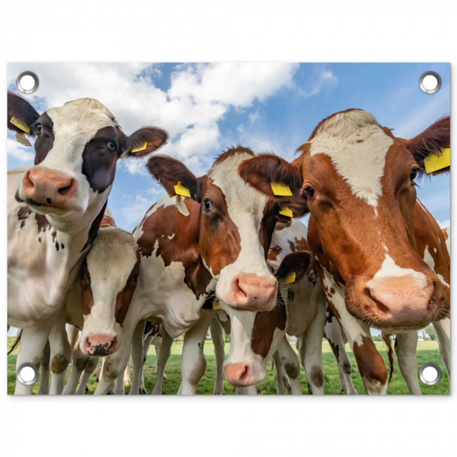 Bruin-witte koeien in de wei tuinposter los doek klein -3d