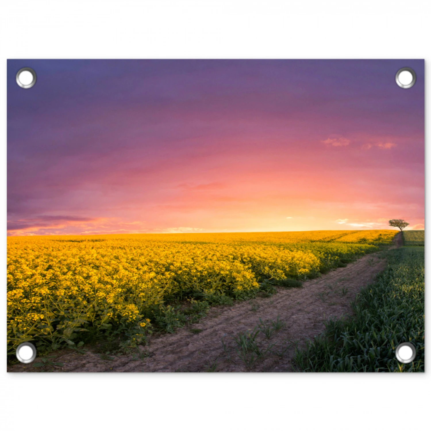 Bloemen - Weg - Lucht - Geel - Paars - Zonsondergang - Natuur tuinposter los doek klein -3d