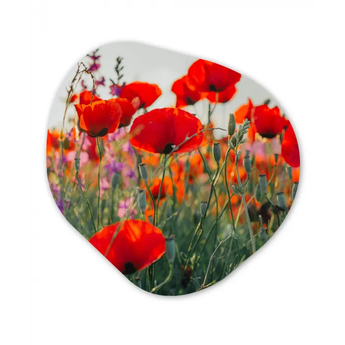 Klaproos - Bloemen - Rood - Paars - Weide Wandcirkel Organisch Forex 3mm klein -3d