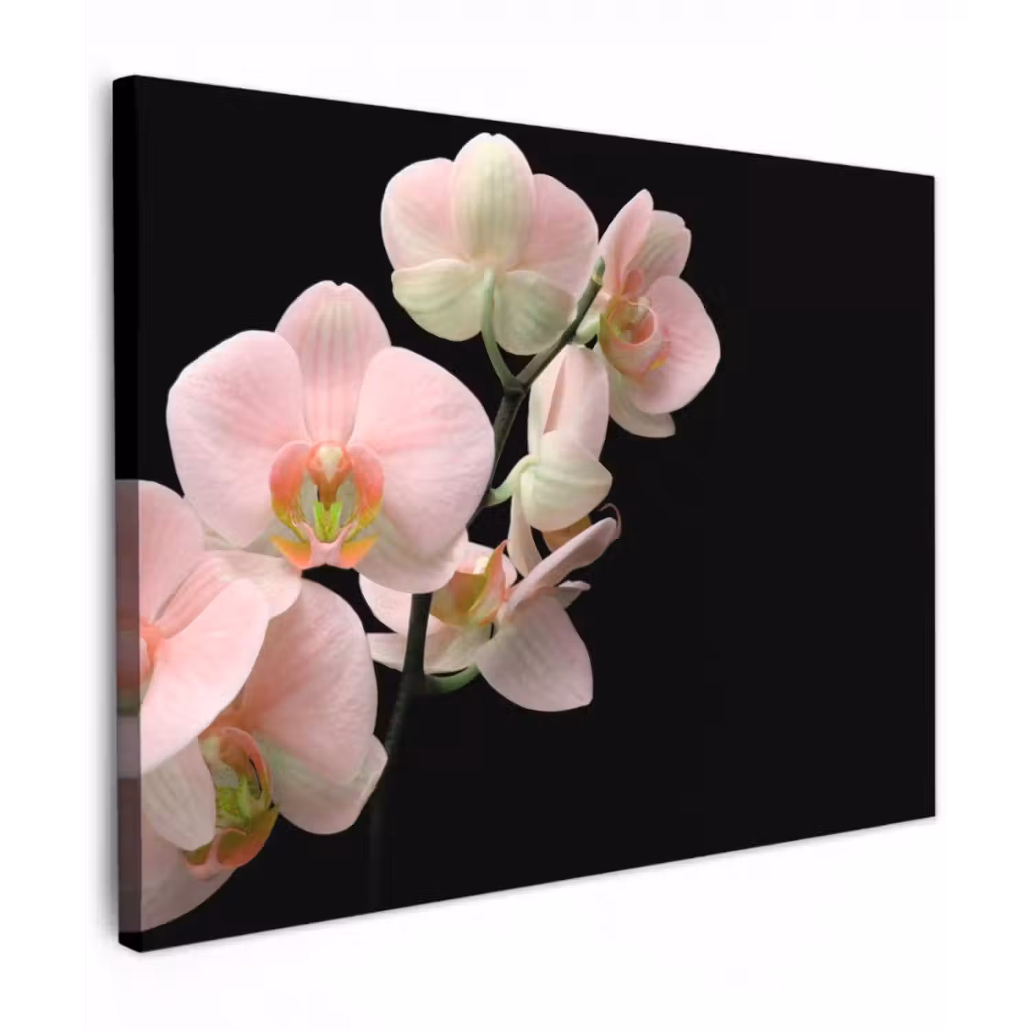 Leinwandbild - Orchidee - Blumen - Rosa - Stilleben - Flora
