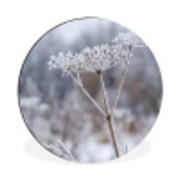 Schermbloem - Rijp - Kristallen - Winter - Delicaat Wandcirkel aluminium klein -3d