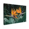 Paradijsvogel - Bloem - Exotisch canvas 2cm klein -z3d