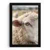 Schaap - Oog - Wit fotolijst zwart zonder passe partout klein -3d