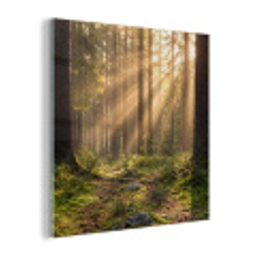 Bos - Zonlicht - Gras plexiglas 5mm klein -z3d