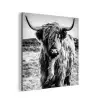 Schotse hooglander - Natuur - Koe - Zwart - Wit aluminium wit klein -3d