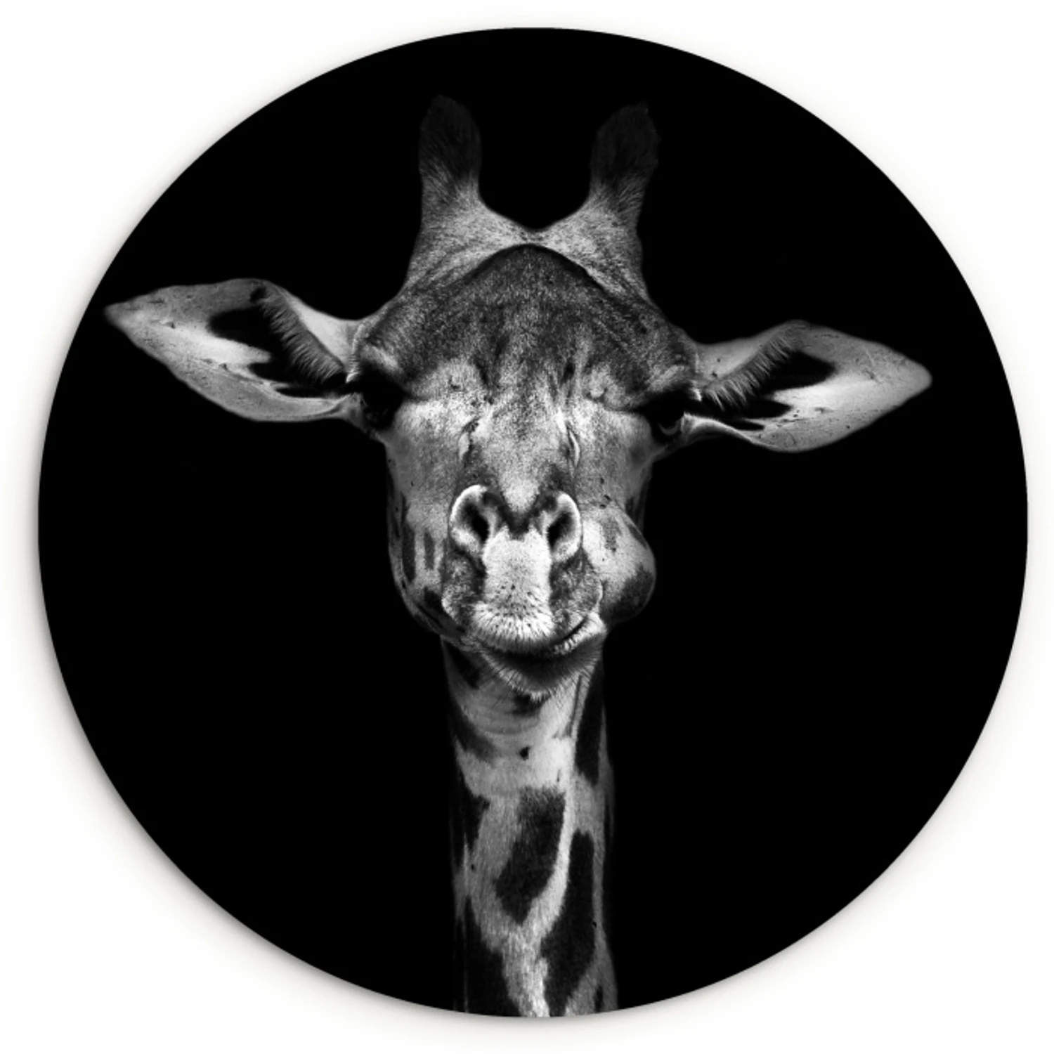 Giraffe - Portret - Dieren - Zwart - Wit Wandcirkel kunststof plaat 5mm dik klein -3d