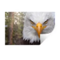 Amerikaans - Zeearend - Portret - Geel Muursticker klein -3d