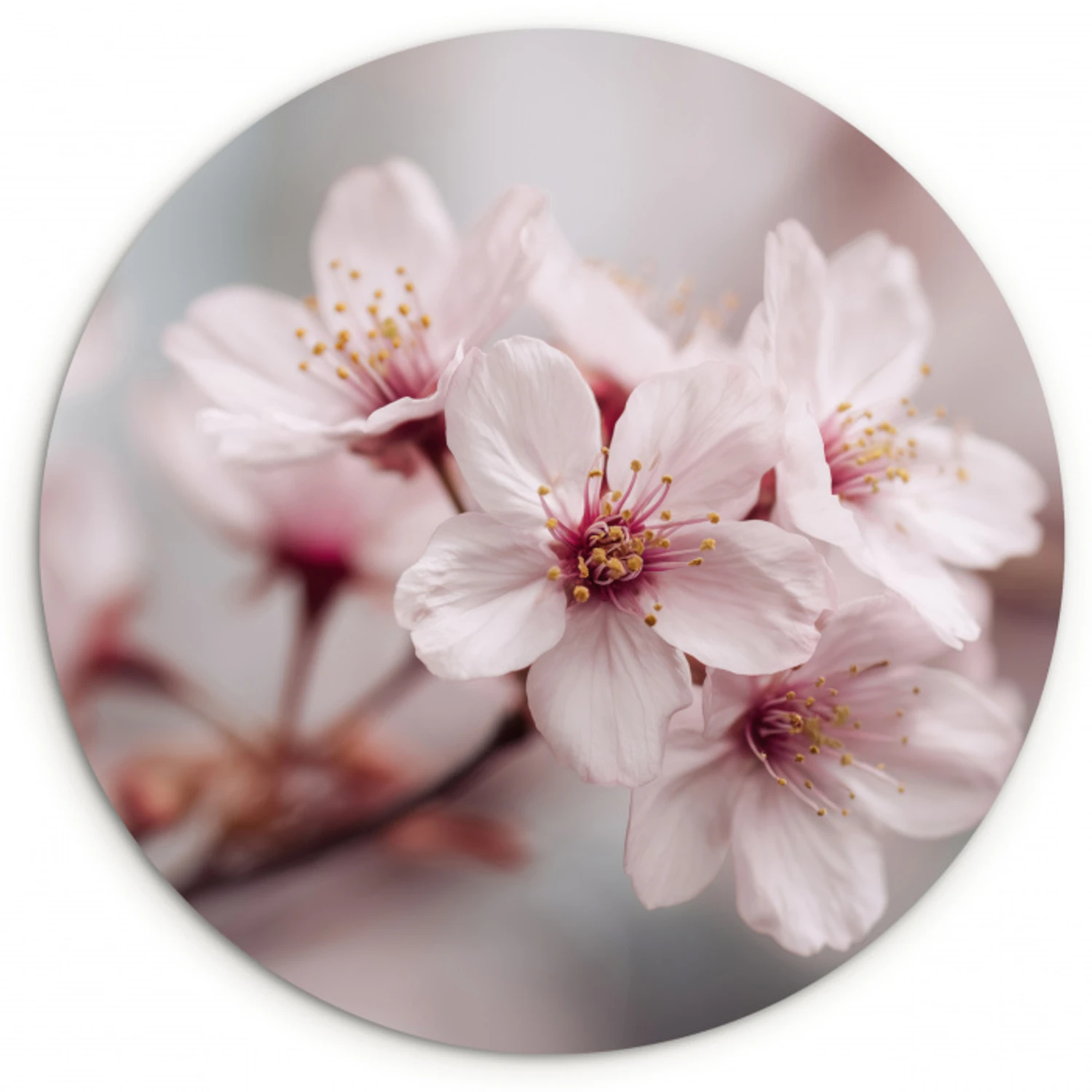 Bloesems - Meeldraden - Geel - Wazig Wandcirkel kunststof plaat 5mm dik klein -3d