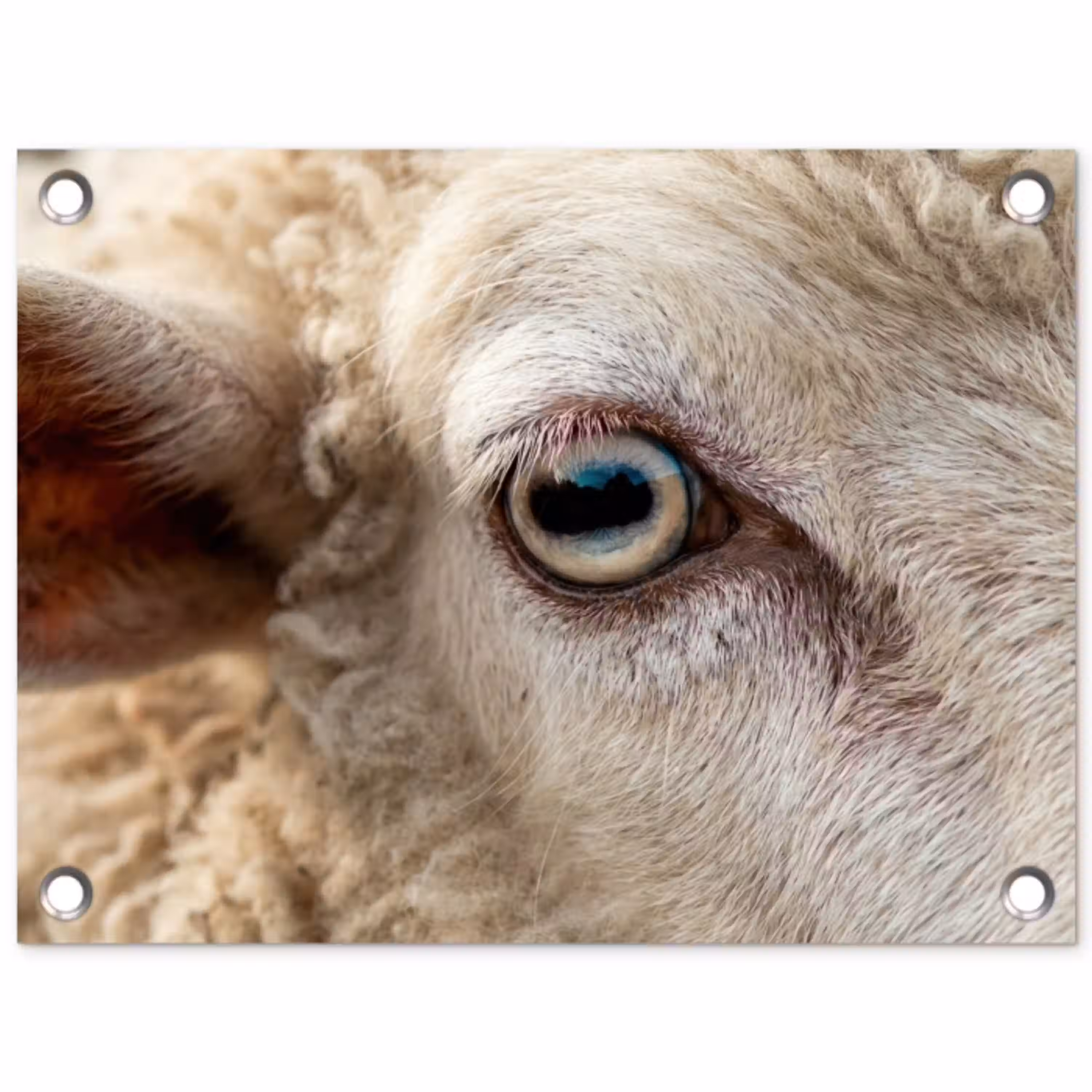 Schaap - Oog - Wit tuinposter los doek klein -3d